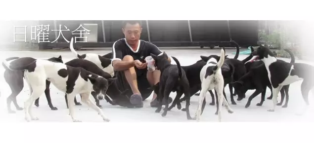 日曜犬舍布農原生種台灣土狗 台灣犬復育