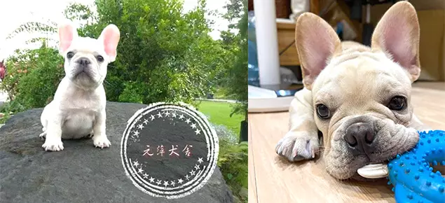 元萍犬舍(元萍寵物生活犬舍) 元萍犬舍(元萍寵物生活犬舍)