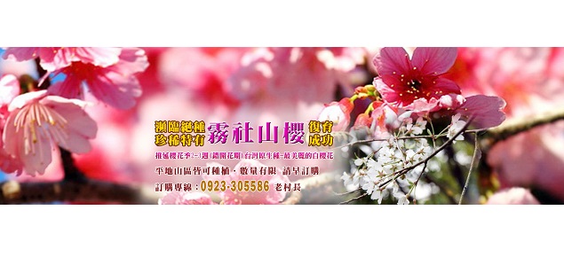 霧社山櫻花種子-櫻花種苗買賣 霧社山櫻花種子-櫻花種苗買賣