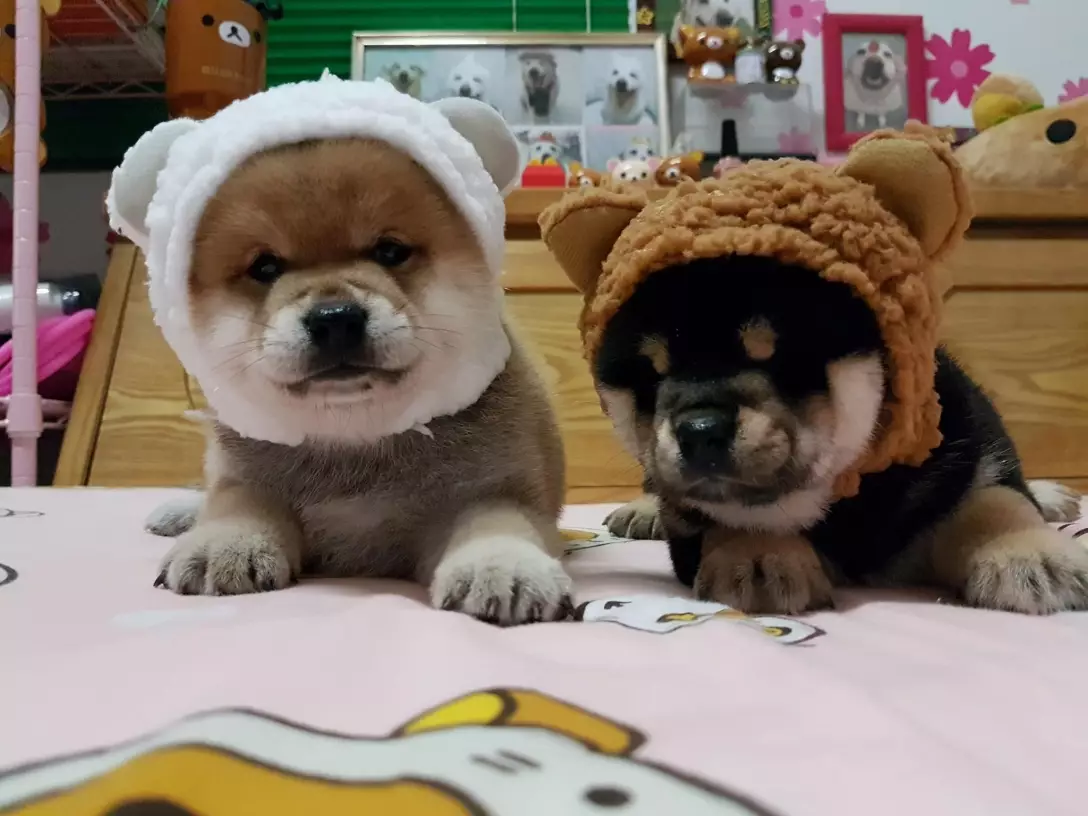 中北部犬舍買狗幼犬繁殖迷你小型犬日新 台北合法犬 中北部犬舍買狗幼犬繁殖迷你小型犬日新 台北合法犬