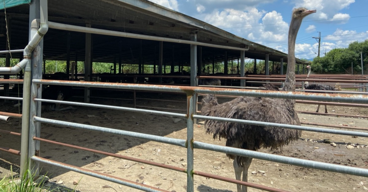 台南伴手禮、台南鴕鳥肉、鴕鳥肉批發、鴕鳥肉零售、台南鴕鳥園、台南鴕鳥場、鴕鳥肉宅配、生鮮宅配、鴕鳥皮革製品、精品包包、台南鴕鳥園區、鴕鳥肉推薦、鴕鳥肉鬆、鴕鳥蛋批發零售、鴕鳥肉乾、鴕鳥蛋殼雕飾