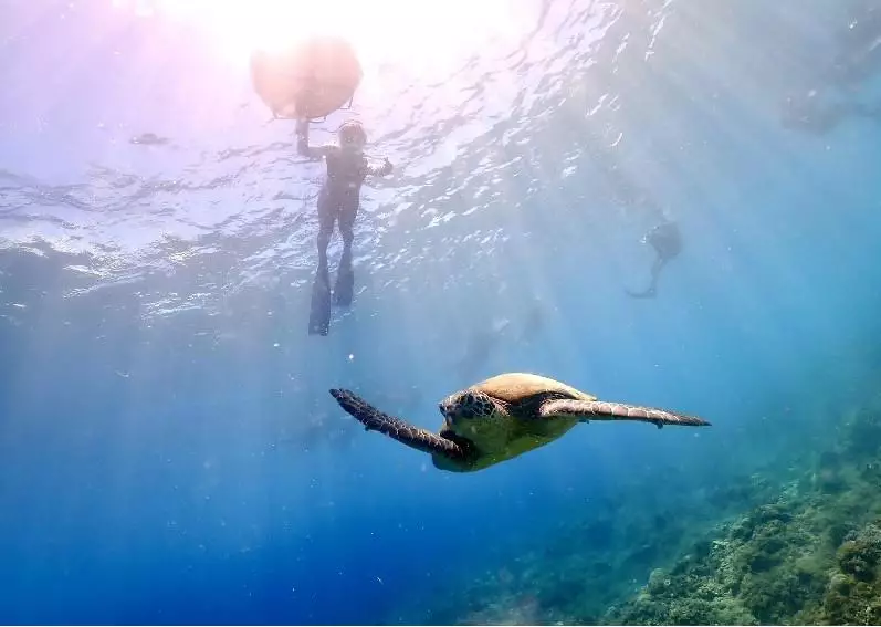 自由潛水追求的是一份安靜與自由，更注重的是身體的自深感受與大自然的結合。 HI-SHOCK潛水也有提供體驗自由潛水的項目！
